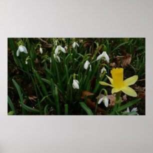 Snowdruppels en Daffodil Spring Floral Poster
