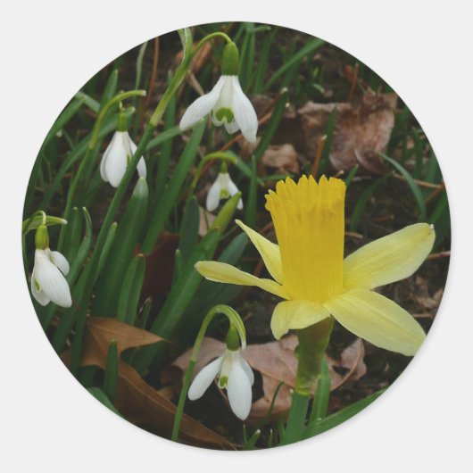 Snowdruppels en Daffodil Spring Floral Ronde Sticker (Voorkant)