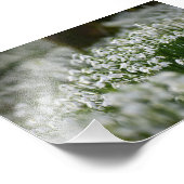 Snowdruppels Foto Afdruk (Hoek)