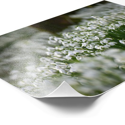 Snowdruppels Foto Afdruk (Hoek)