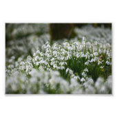 Snowdruppels Foto Afdruk (Voorkant)