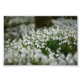 Snowdruppels Foto Afdruk