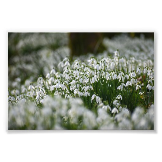 Snowdruppels Foto Afdruk (Voorkant)