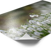 Snowdruppels Foto Afdruk (Hoek)