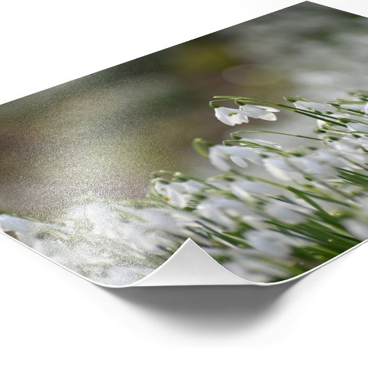 Snowdruppels Foto Afdruk (Hoek)