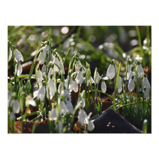 Snowdruppels Foto Afdruk (Voorkant)