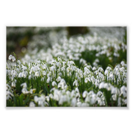 Snowdruppels Foto Afdruk