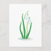 Snowdruppels (Galanthus nivalis) Briefkaart (Voorkant)