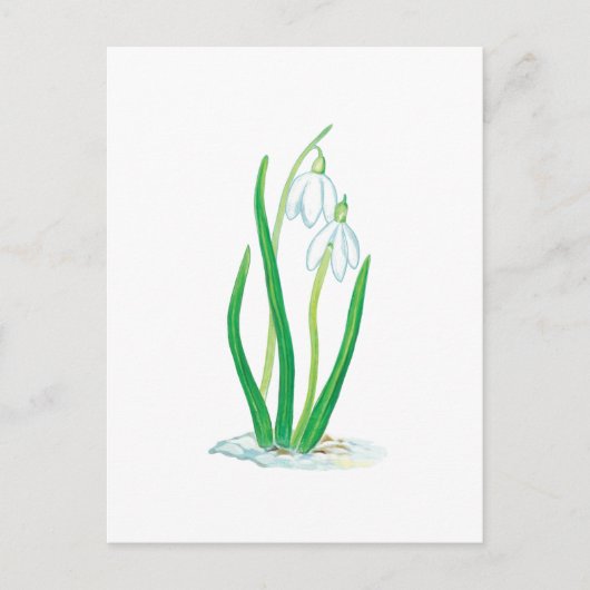 Snowdruppels (Galanthus nivalis) Briefkaart (Voorkant)