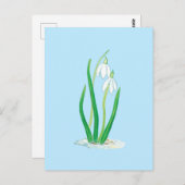 Snowdruppels (Galanthus nivalis) Vroege lentbloeme Briefkaart (Voorkant / Achterkant)
