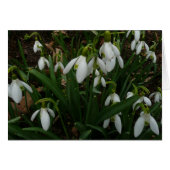 Snowdruppels I (Galanthus) White Spring Flowers (Voorkant Horizontaal)