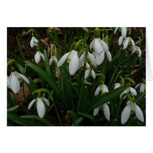 Snowdruppels I (Galanthus) White Spring Flowers (Voorkant Horizontaal)