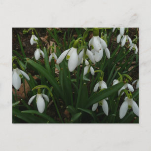 Snowdruppels I (Galanthus) White Spring Flowers Briefkaart