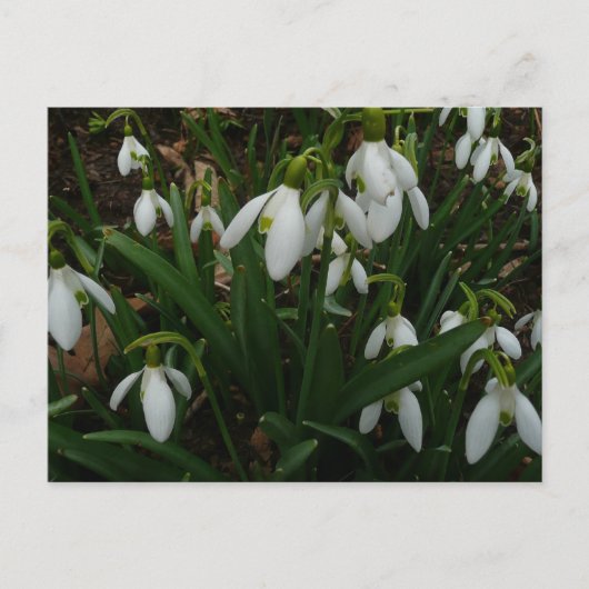 Snowdruppels I (Galanthus) White Spring Flowers Briefkaart (Voorkant)
