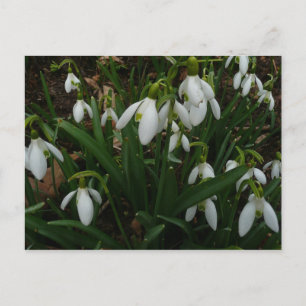 Snowdruppels I (Galanthus) White Spring Flowers Briefkaart