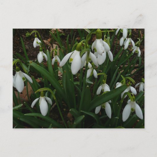 Snowdruppels I (Galanthus) White Spring Flowers Briefkaart (Voorkant)