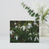 Snowdruppels I (Galanthus) White Spring Flowers Briefkaart (Staand voorkant)