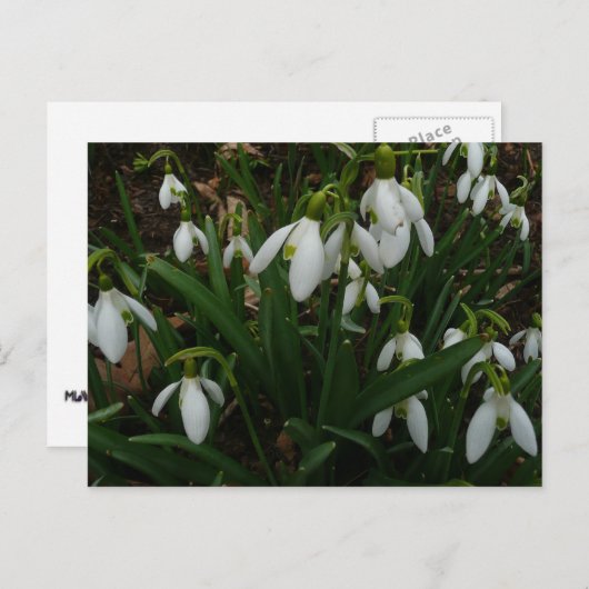Snowdruppels I (Galanthus) White Spring Flowers Briefkaart (Voorkant / Achterkant)