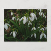 Snowdruppels I (Galanthus) White Spring Flowers Briefkaart (Voorkant)