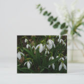 Snowdruppels I (Galanthus) White Spring Flowers Briefkaart (Staand voorkant)