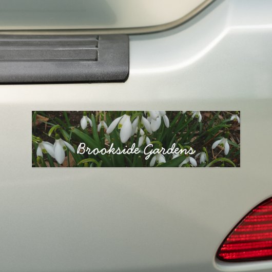 Snowdruppels I (Galanthus) White Spring Flowers Bumpersticker (Op auto)