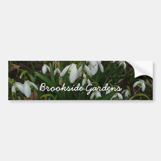 Snowdruppels I (Galanthus) White Spring Flowers Bumpersticker (Voorkant)