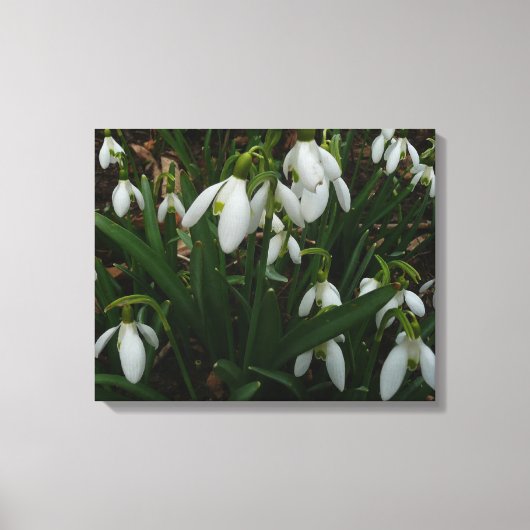 Snowdruppels I (Galanthus) White Spring Flowers Canvas Afdruk (Voorkant)