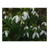 Snowdruppels I (Galanthus) White Spring Flowers Foto Afdruk (Voorkant)