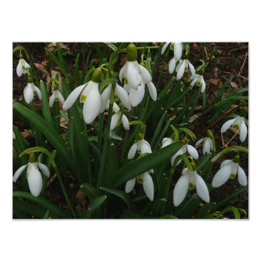 Snowdruppels I (Galanthus) White Spring Flowers Foto Afdruk (Voorkant)