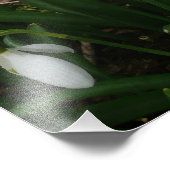 Snowdruppels I (Galanthus) White Spring Flowers Foto Afdruk (Hoek)