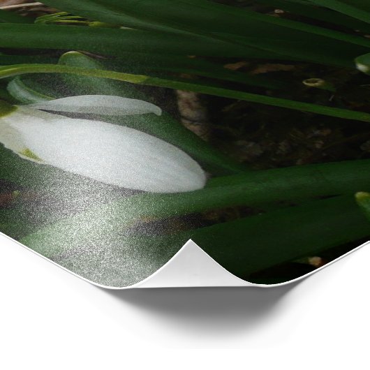 Snowdruppels I (Galanthus) White Spring Flowers Foto Afdruk (Hoek)