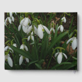 Snowdruppels I (Galanthus) White Spring Flowers Gastenboek (Achterkant)