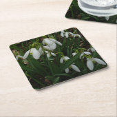 Snowdruppels I (Galanthus) White Spring Flowers Kartonnen Onderzetters (Schuin)