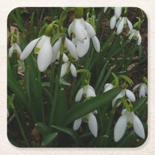 Snowdruppels I (Galanthus) White Spring Flowers Kartonnen Onderzetters