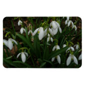 Snowdruppels I (Galanthus) White Spring Flowers Magneet (Horizontaal)