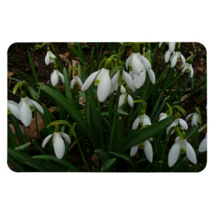 Snowdruppels I (Galanthus) White Spring Flowers Magneet
