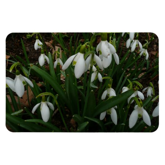 Snowdruppels I (Galanthus) White Spring Flowers Magneet (Horizontaal)