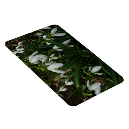 Snowdruppels I (Galanthus) White Spring Flowers Magneet (Rechterzijde)