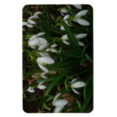 Snowdruppels I (Galanthus) White Spring Flowers Magneet (Verticaal)