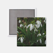 Snowdruppels I (Galanthus) White Spring Flowers Magneet (Voorkant / Achterkant)