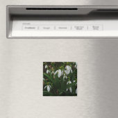 Snowdruppels I (Galanthus) White Spring Flowers Magneet (Insitu (Vaatwasser))