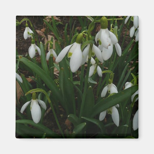 Snowdruppels I (Galanthus) White Spring Flowers Magneet (Voorkant)