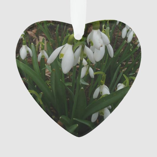 Snowdruppels I (Galanthus) White Spring Flowers Ornament (voorkant)