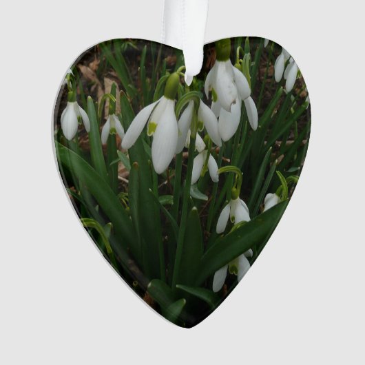 Snowdruppels I (Galanthus) White Spring Flowers Ornament (voorkant)