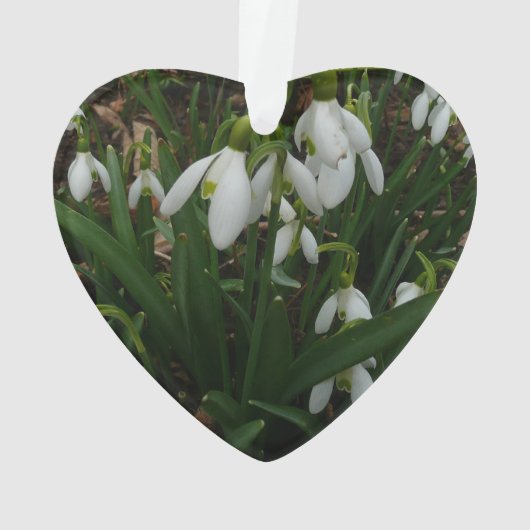 Snowdruppels I (Galanthus) White Spring Flowers Ornament (achterkant)