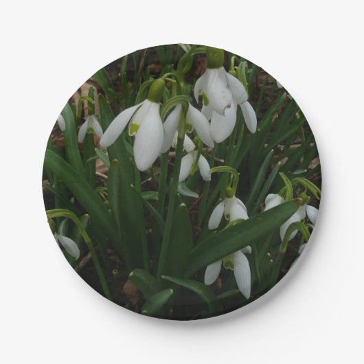 Snowdruppels I (Galanthus) White Spring Flowers Papieren Bordje (Voorkant)