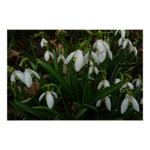 Snowdruppels I (Galanthus) White Spring Flowers Poster