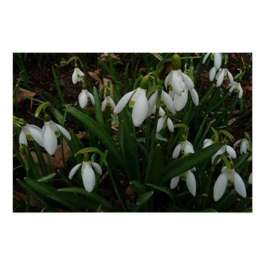 Snowdruppels I (Galanthus) White Spring Flowers Poster (Voorkant)