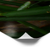 Snowdruppels I (Galanthus) White Spring Flowers Poster (Hoek)