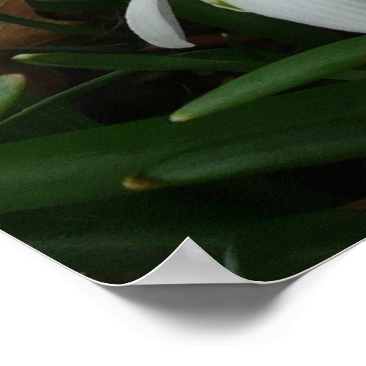 Snowdruppels I (Galanthus) White Spring Flowers Poster (Hoek)